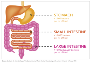 intestino delgado, sobrecrecimiento, bacterias, ibs, dolor de estomago